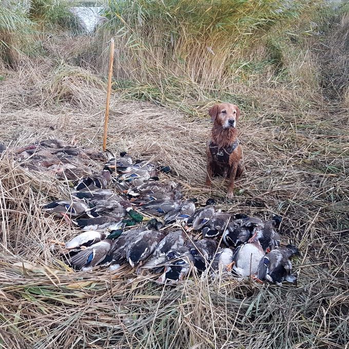 it rained with ducks Sidney said he was busy for two hours

Sidney is our male dog he used for hunting is good for both driving and picking up has a great drive and great endurance
see link to K9 5 generations http://www.k9data.com/fivegen.asp?ID=351339