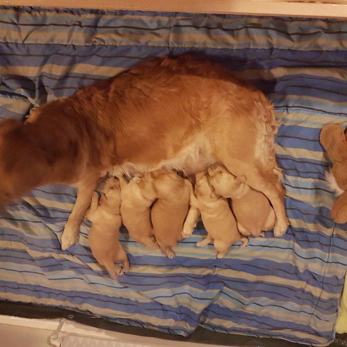 then came the puppies 5 pcs not many but all fresh and fine weight of 400 grams is okay