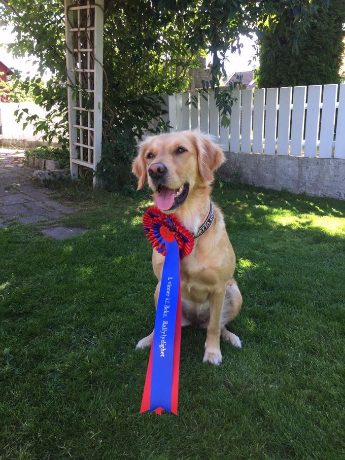 Then became the Senta 1 winner in the beginning class rally
Senta / Pippi lives in Drøbak, which is right next to the Oslo Fjord she is from our 2015 litter