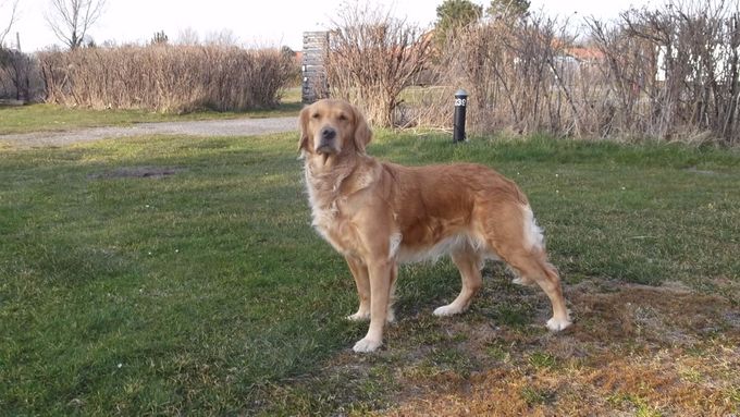 Then I got puppies 30 / 01-2018 if you want a working golden of 1 class then you need to decide only 2 available
 See K9 data http://www.k9data.com/fivegen.asp?ID=861047 