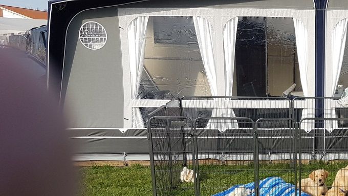 2018 Bufas - Flash og Dipper nyder camping livet vi skal have glæde af dem til de bliver 15 uger
