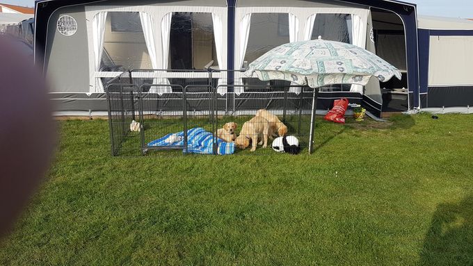 2018 Bufas - Flash og Dipper nyder camping livet vi skal have glæde af dem til de bliver 15 uger