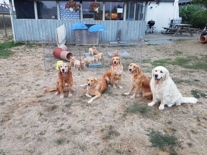 Hele Old Blair's Golden samlet Fra venstre Sidney / Katja / Nikki / Triss og som rosinen i pølseenden Zarro