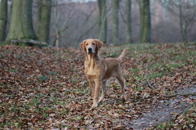Old Blair's Golden Kenzo