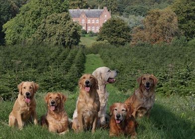 Our golden's from left  Old Blair's Golden Dipper, Gleen Mhor's Micky, Gleen Mhor's Triss, Gleen Mhor's Sidney, Gleen Mhor's Nikki and behind Gembæk's speed of sound