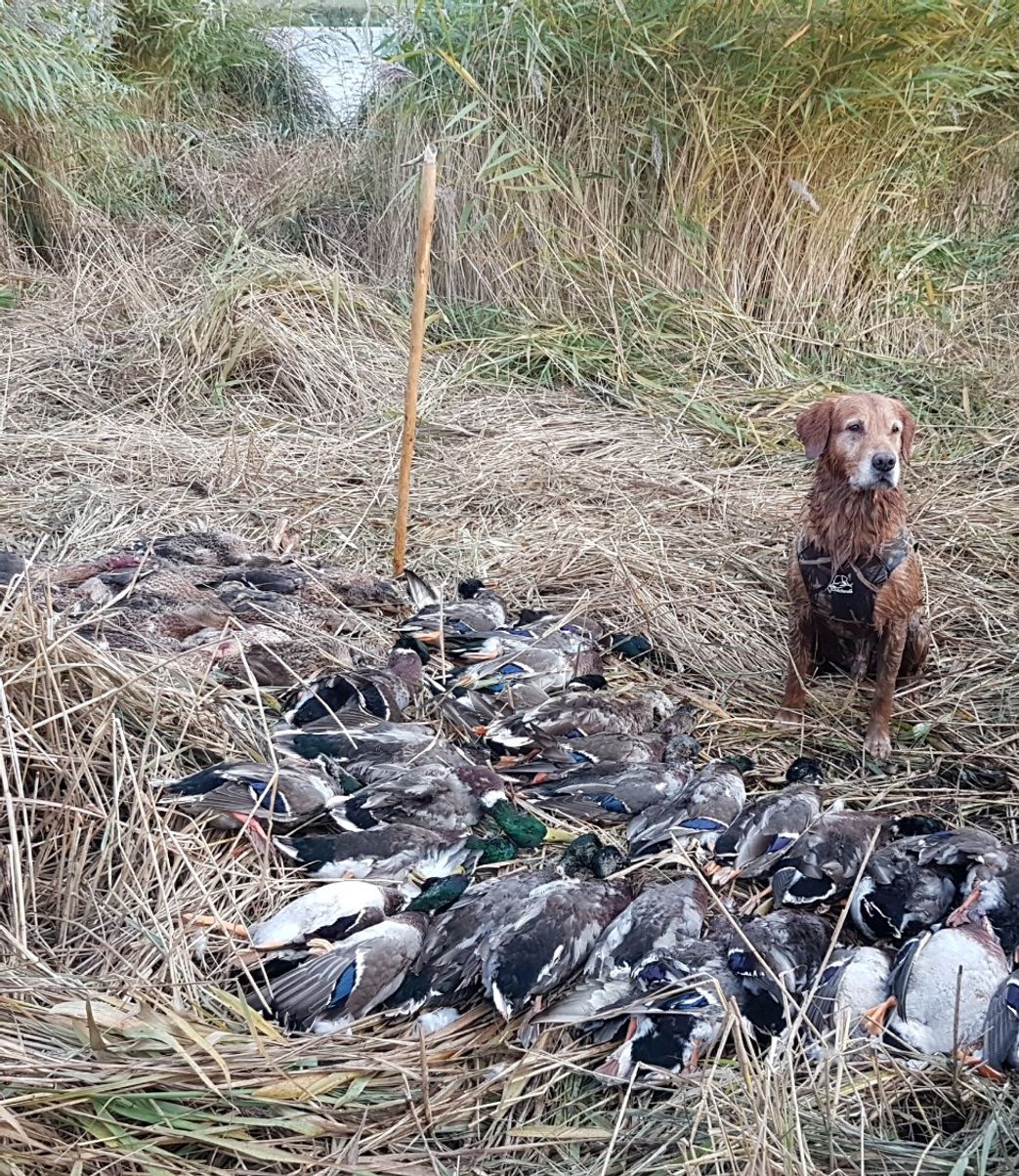 Ham banditen her blev far til 6 friske unger den 19.04.2018