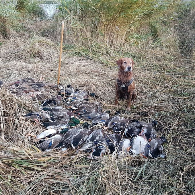 Ham banditen her blev far til 6 friske unger den 19.04.2018